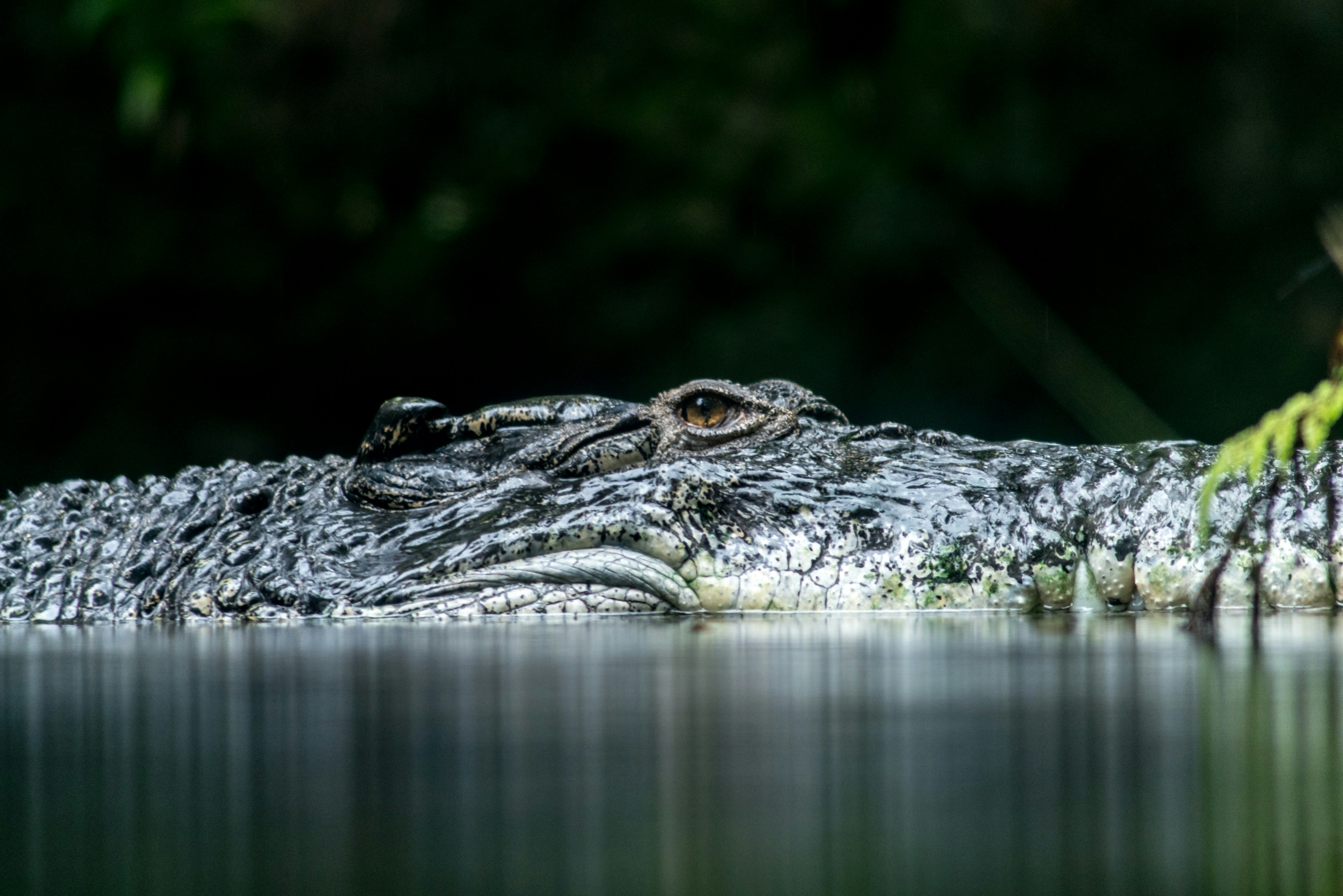 black and gray alligator